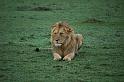 Lion looking